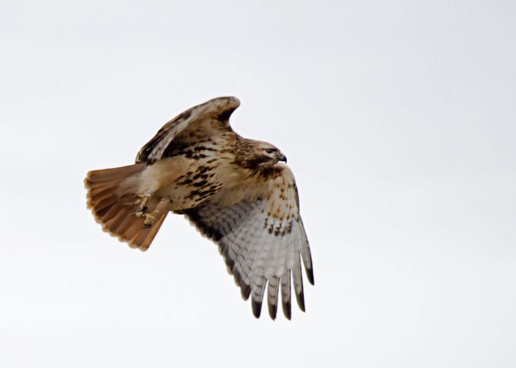 Red-tail Hawk --- photo by Mark Yurek