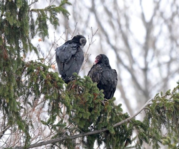 Black Vulture in Port Stanley, photo by Ron Kingswood
